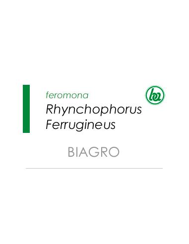 RHYNCHOPHORUS FERRUGINEUS